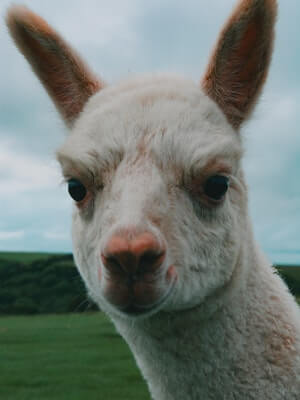 llama